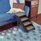 Pet Adobe Folding Pet Stairs Carpeted Durable Wood Steps for Home or Travel, Best for Dog / Pets up to 80lbs 130708BWT - alternate 5